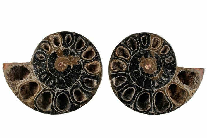 Cut/Polished Ammonite (Phylloceras?) Pair - Unusual Black Color #166029